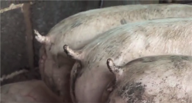 病死動物尸體無害化破碎處理，動物整體破碎機(jī)為您助力